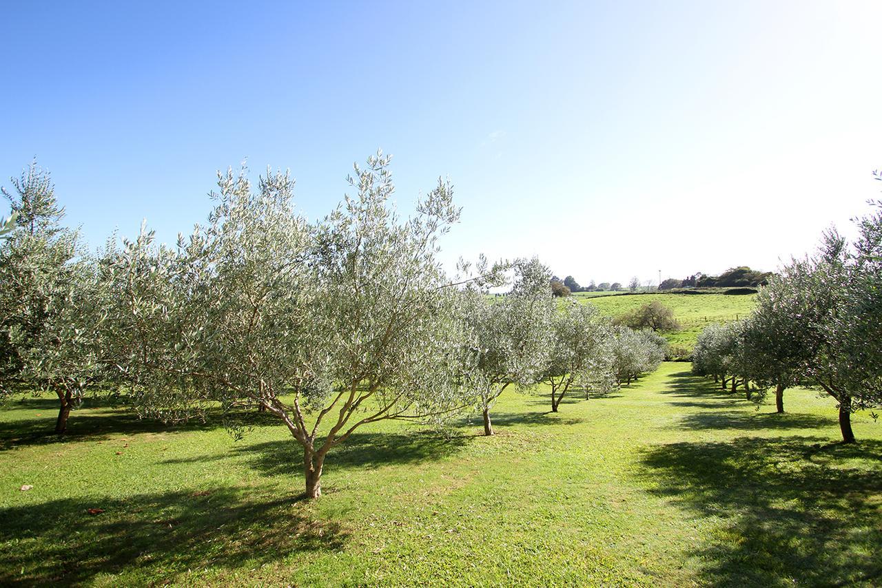 مبيت وإفطار Ohaupo Olives المظهر الخارجي الصورة